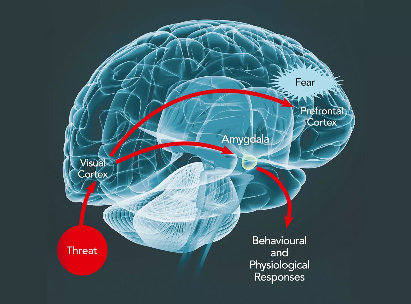 Мозг передается. Страх мозг. Мозг тревога. Три мозга Амигдала. Амигдала в мозге инфографика.