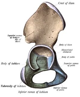 Tuberculum pubicum