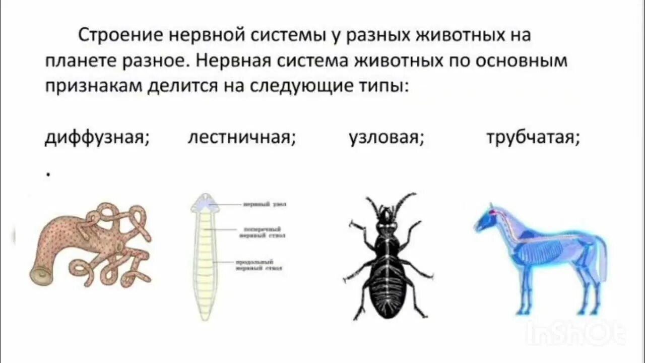 Диффузная нервная система характерна для животных типа. Типы нервной системы Узловая трубчатая. Типы нервной системы у животных. Типы нервной системы биология. Тип животного и нервная система.