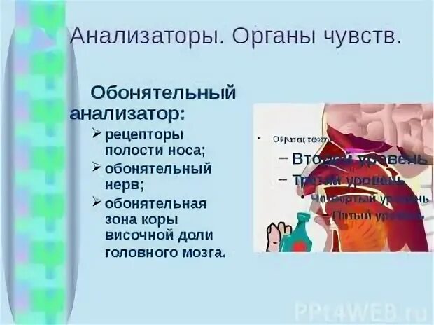 Органы чувств анализаторы тест
