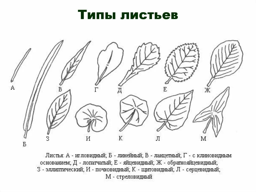 Линейная форма листьев. Лист ивы ланцетной формы. Попневидная форма листа. Шиловидная форма листа. Форма листа черешковый.