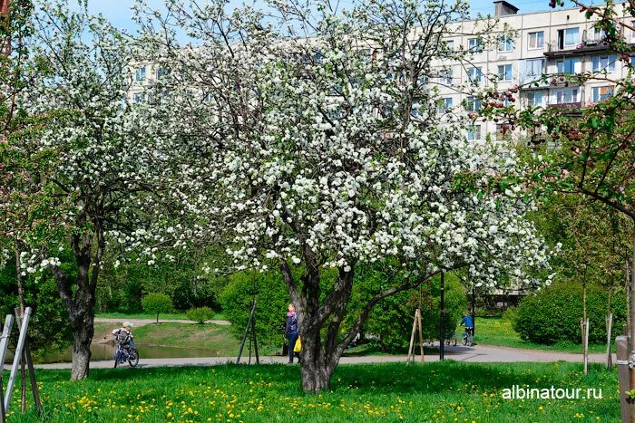 Яблоня во дворе. Яблоневый сад в Купчино. Яблоневый сад Фрунзенский район. Парк Яблоневый сад во Фрунзенском районе. Яблоневый сад Санкт-Петербург в цветении.