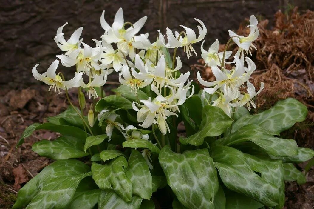 Кандык (Erythronium). Кандык калифорнийский Уайт Бьюти. Эритрониум Кандык. Кандык (эритрониум) Уайт Бьюти. Эритрониум