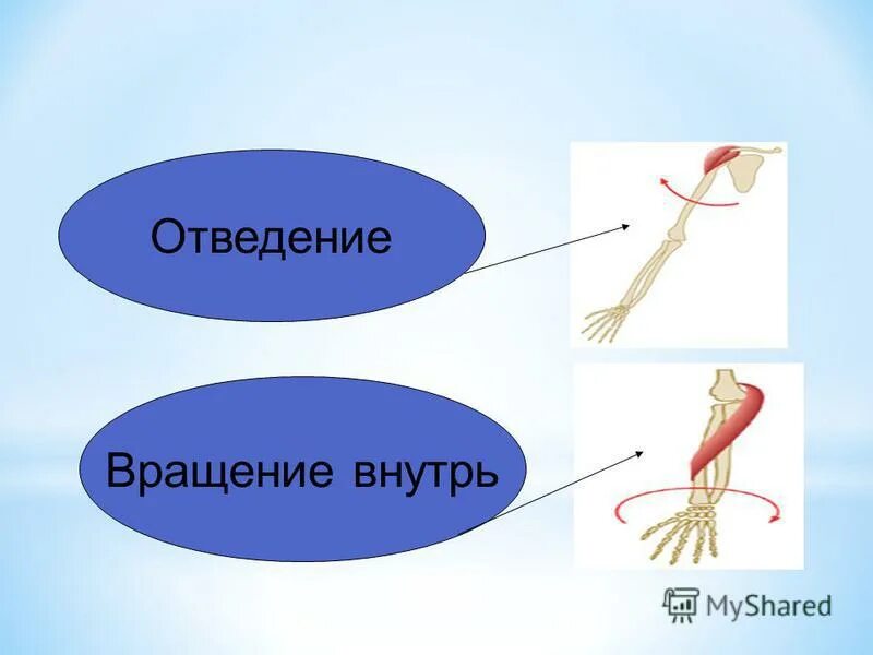 Анатомия опорно-двигательного аппарата человека. Общие данные о скелетных мышцах. Тест на тему мышцы. Мышечная система строение мышц. Вопросы на тему мышцы.