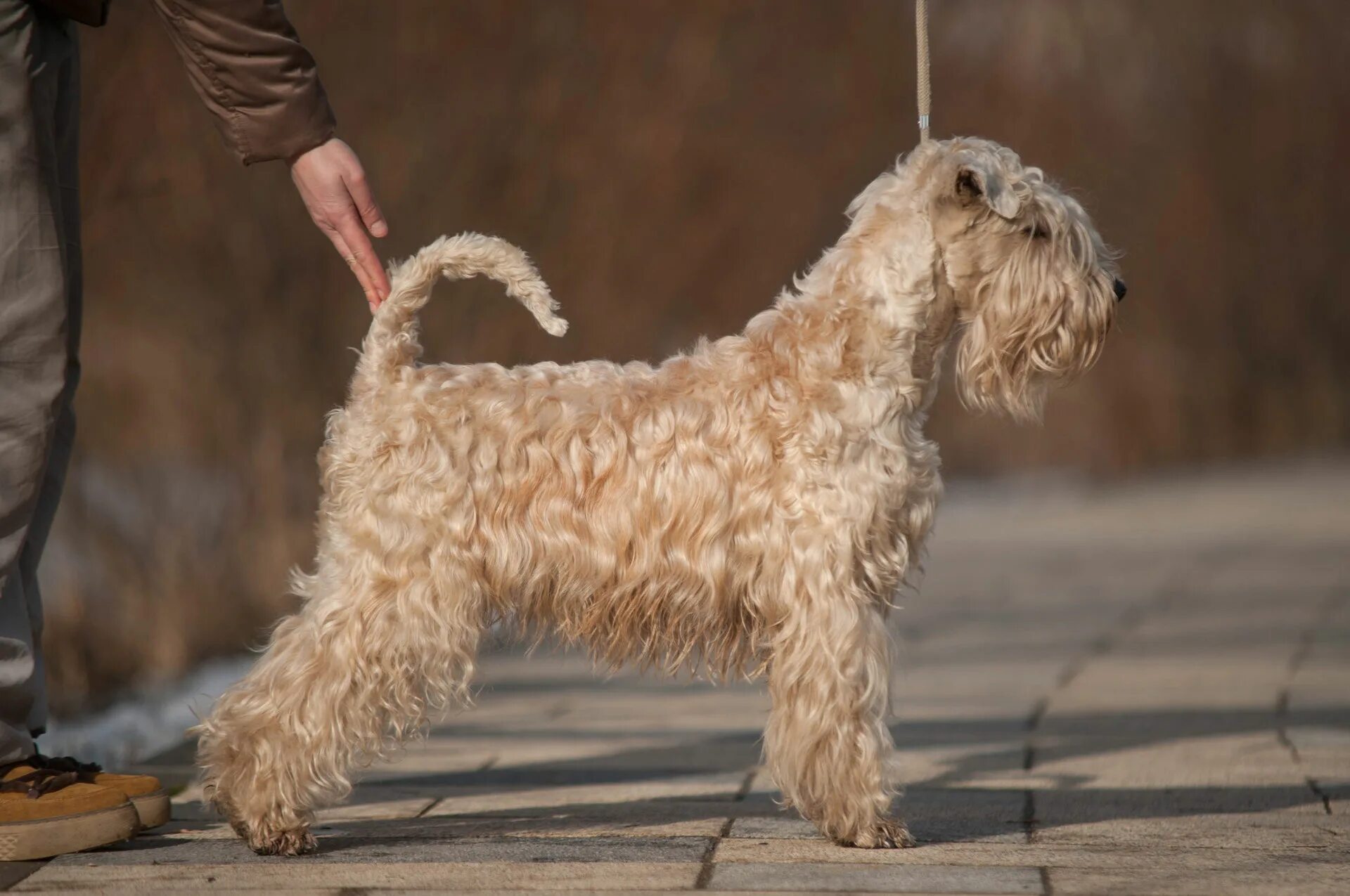 ирландский мягкошерстный пшеничный терьер (уитен-терьер). ирландский мягкошерстный терьер. ирландский мягкошёрстный пшеничный терьер. ирландский мягкошёрстный пшеничный. ирландский гладкошерстный пшеничный терьер.