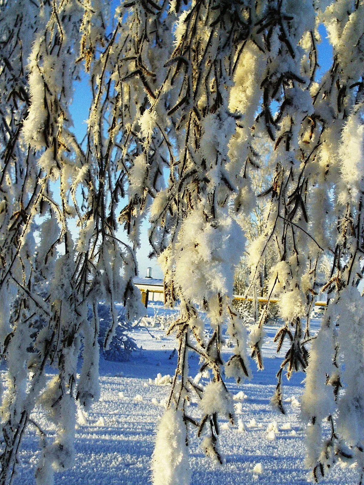 Зимняя березка. Береза в снегу. Береза зимой. Ветка березы (снег). Березка зимой.