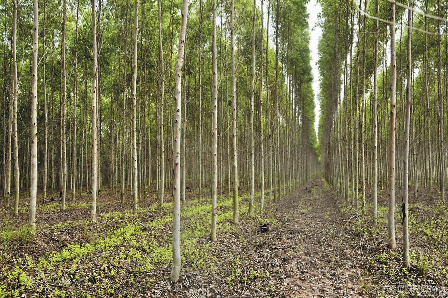 Дерево плантации. Эвкалипт Лесные плантации. Лесовосстановление эвкалипта в Австралии. Быстрорастущая Ива плантация. Лесосырьевые плантации.