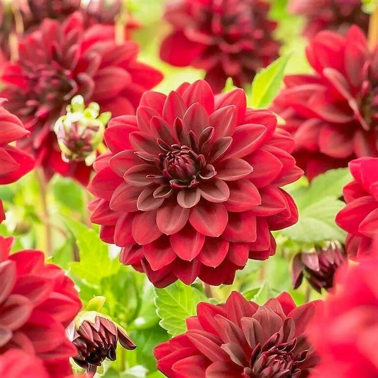 Георгин найт. Георгины арабиан найт. георгин dahlia arabian night.
