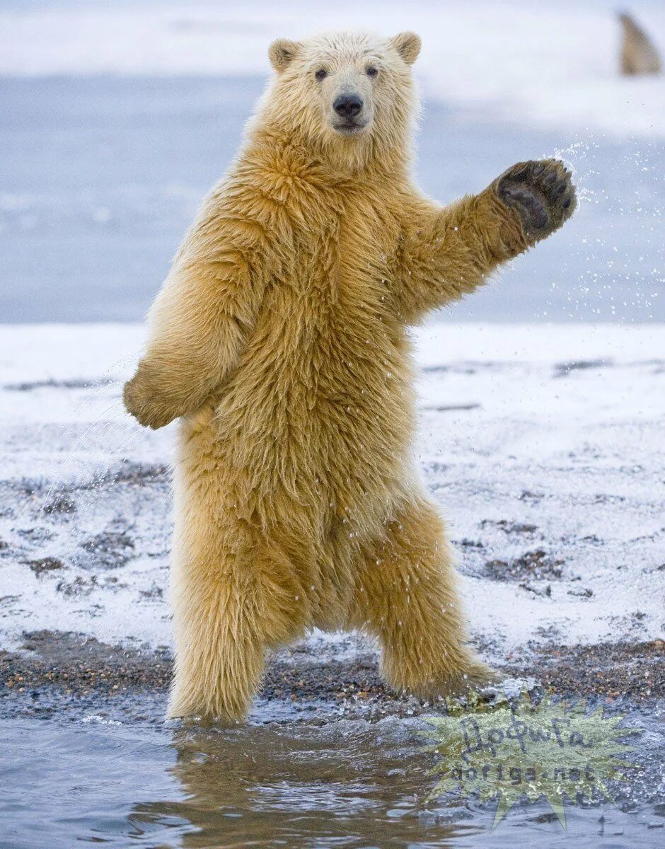 Где медведь танцует. Медведь танцует. Смешной медведь. Танцующий мишка. Белый медведь.