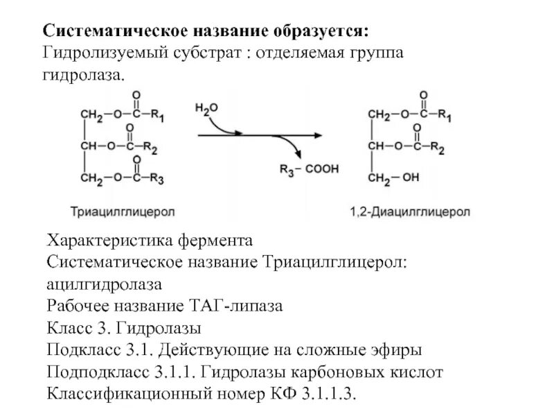 Систематическое название гидролаз. Подклассы гидролаз. Гидролазы биохимия. Гидролазы примеры ферментов. Класс гидролаз