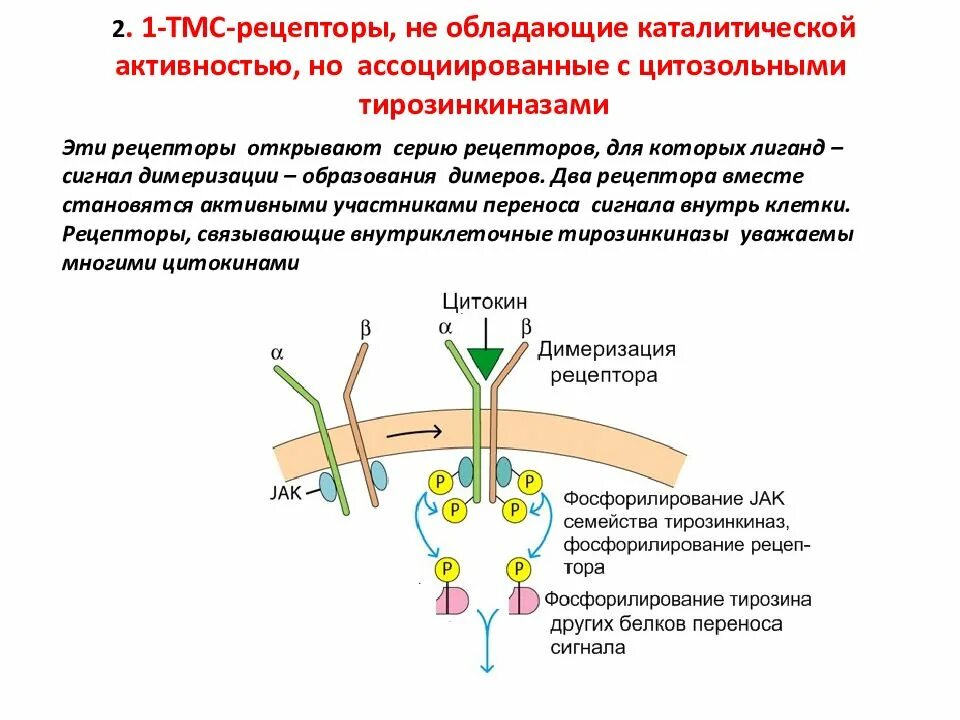 Каталитической активностью обладает. Рецепторы ассоциированные с тирозинкиназами. Строение тирозинкиназного рецептора. Тирозинкиназные рецепторы механизм. Рецепторы с каталитической активностью.