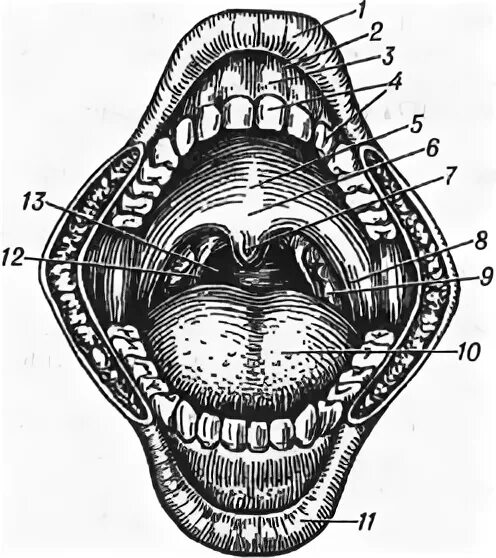 Полость рта 1 6. Преддверие полости рта. Преддверие полости рта анатомия. Строение преддверия ротовой полости.