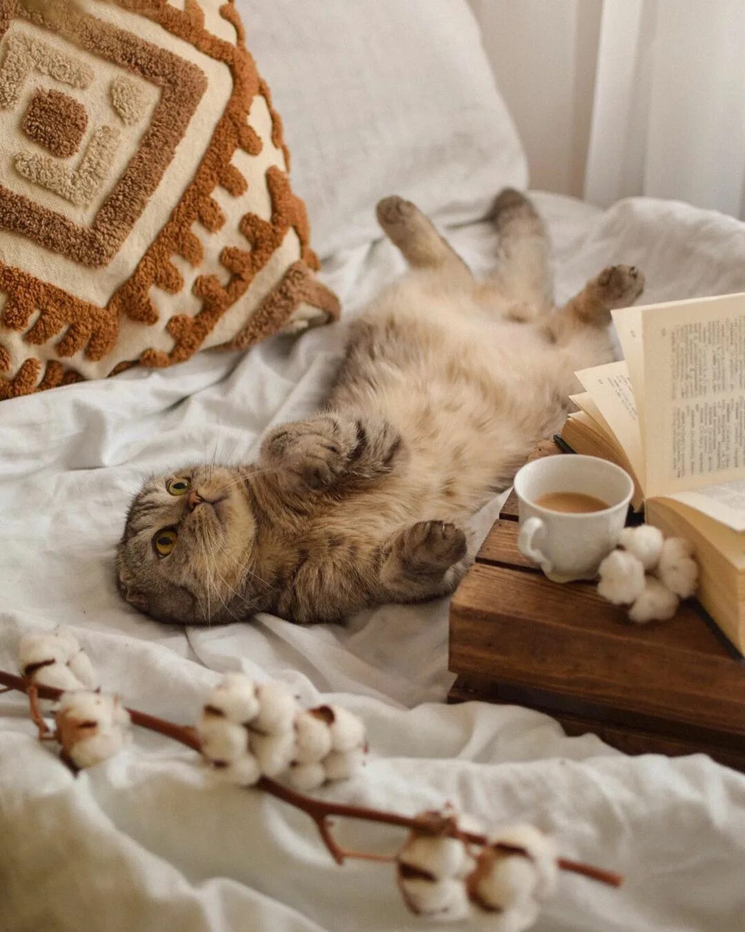 Утренний котик. Уютный кот. Доброе утро кот. Доброе утро котики. Воскресный выходной