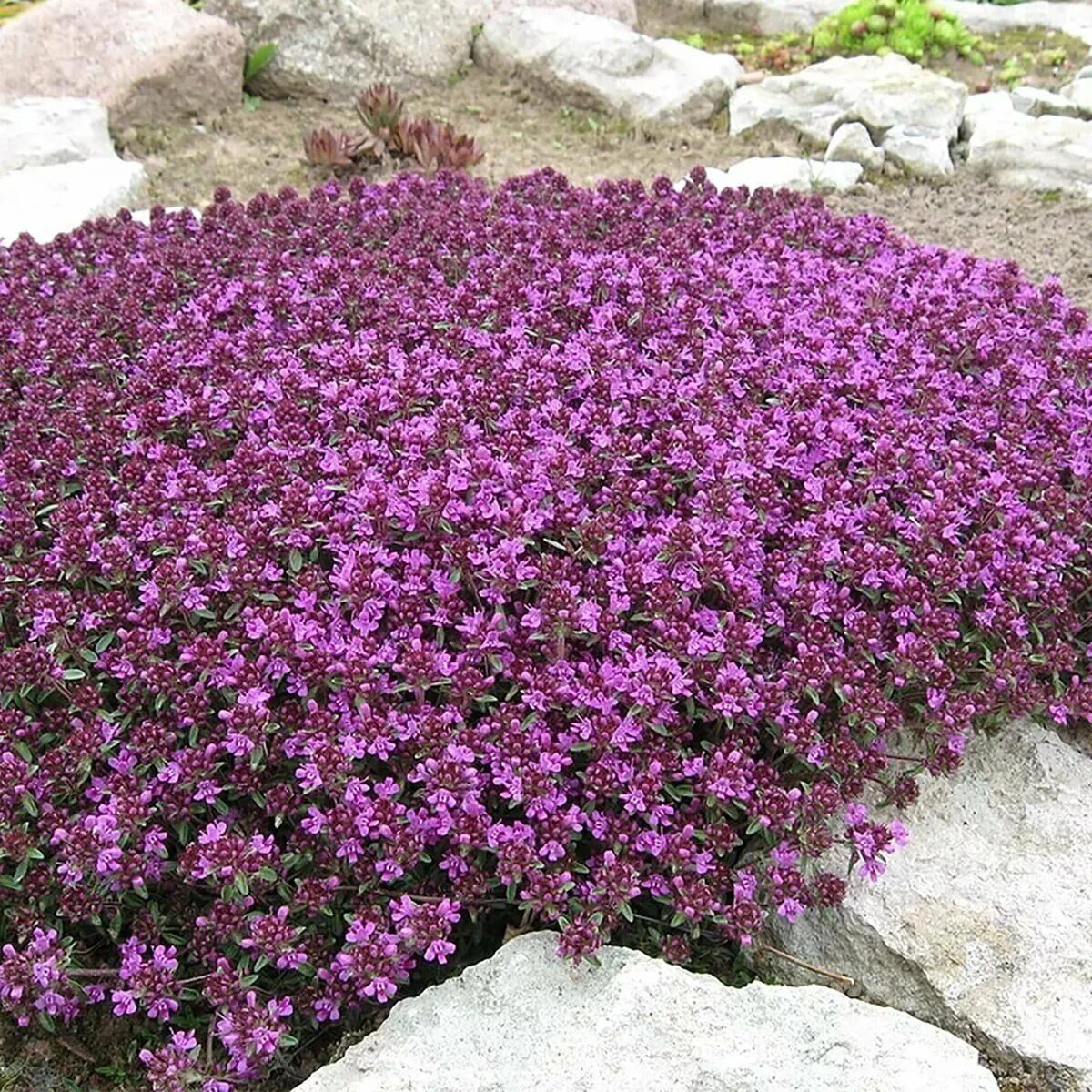 Тимьян ползучий (Thymus serpyllum). Тимьян ползучий (Thymus serpyllum 'Magic Carpet'). Тимьян ползучий Мэджик карпет.