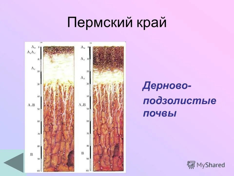почвы пермского края. серые лесные почвы. пермский край площадь территории. карта почв пермского края. почвенная карта красноярского края.