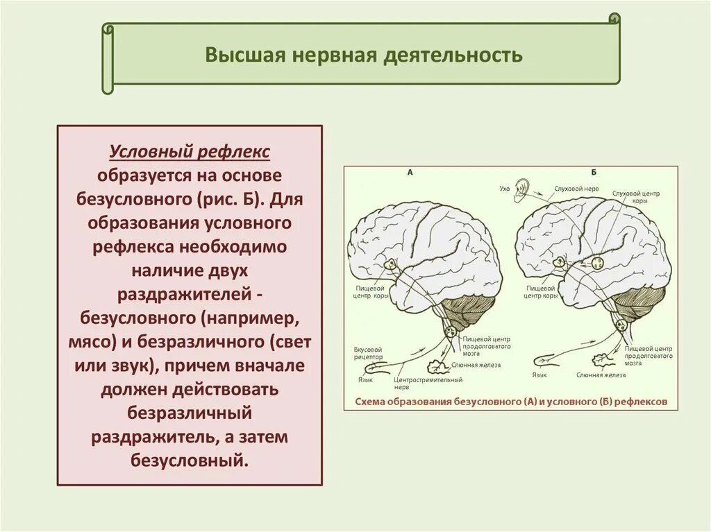 Строение высшей нервной деятельности человека. Высшая нервная деятельность строение. Высшая нервная деятельность условные и безусловные рефлексы. Рефлекс нервной деятельности. Высшая нервная деятельность человека основа