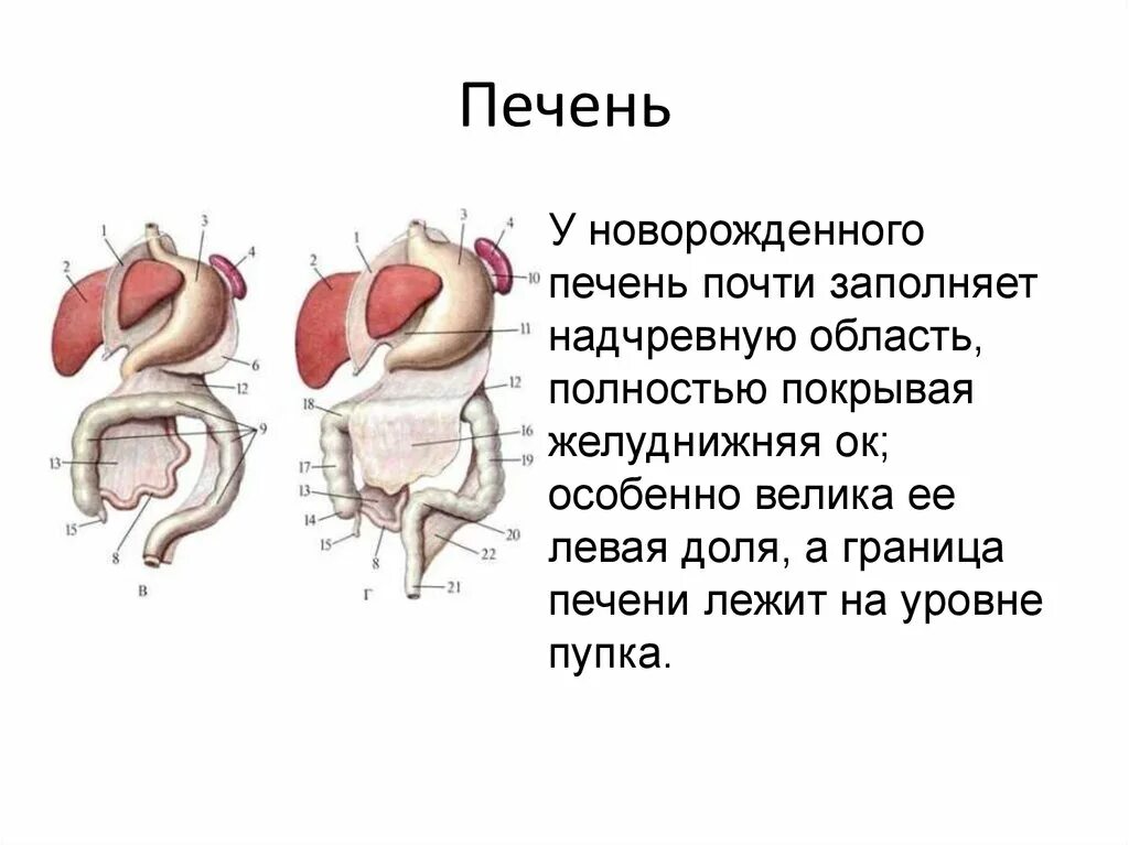 МОЧЕВАЯ СИСТЕМА