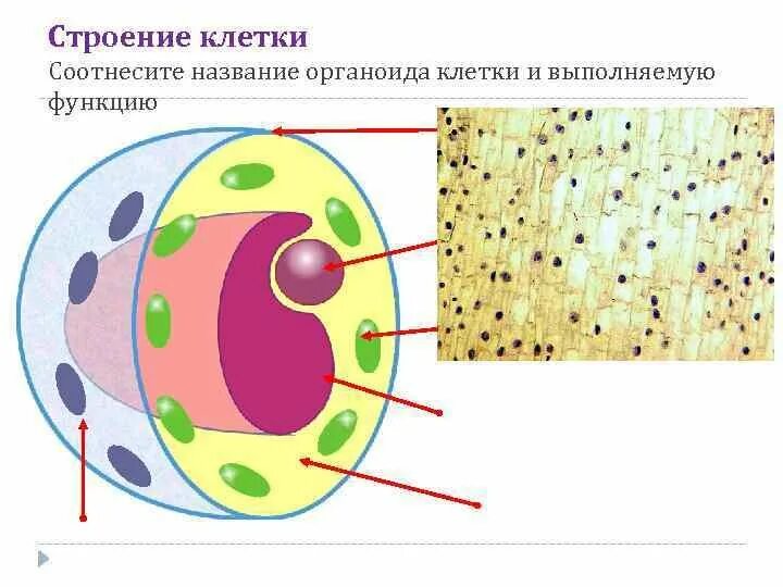 Растительная клетка название органоидов. Полное строение клетки. Подпишите органоиды клетки. Органоиды клетки рисунки. Название органоидов клетки.