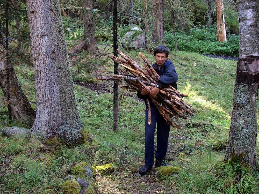 заготовка валежника. поваленное дерево в лесу. заготовка валежника для собственных нужд. лесной валежник. лесной валежник.