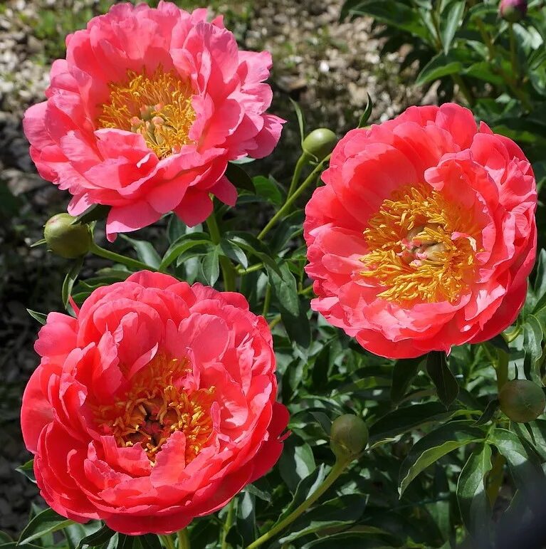 Пион коралловый сансет. Пион коралловый сансет. Пион корал шарм. Пион coral sunset корал сансет. Пион травянистый корал сансет.