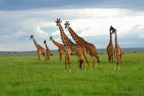 Diverse wildlife