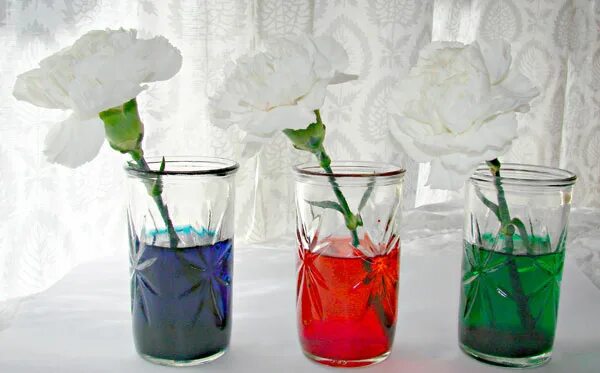 Окрашивание цветов цветной водой. Цветы окрашенные красителем. Гвоздика пряность. Добавить гвоздику в воду. Опыт с цветами и красителями.