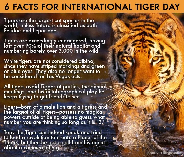 Facts about Tigers. About Tiger. About Tiger in English. Красивые слова Tiger.