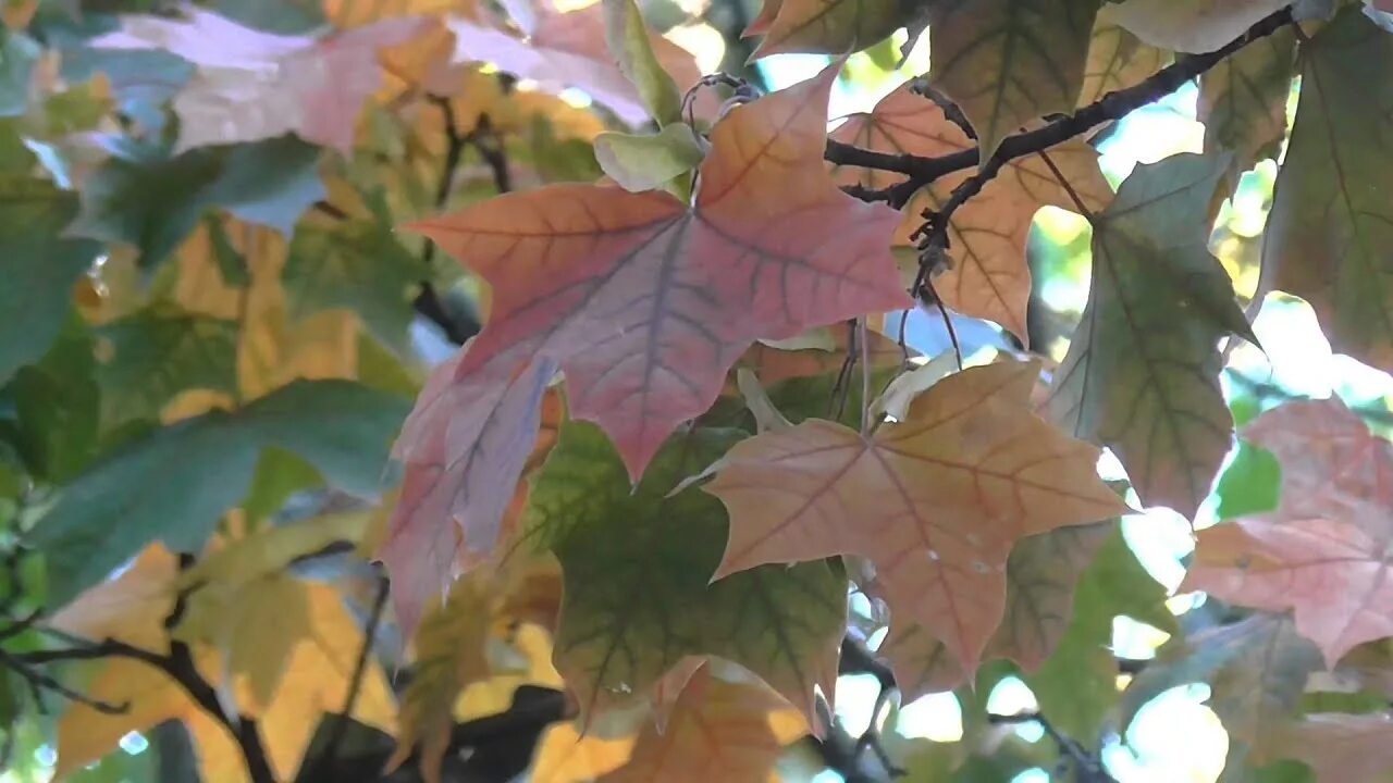 Песня листья падали с клена. Песня листья падали с клена