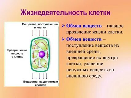 Какова роль в клеток в организме