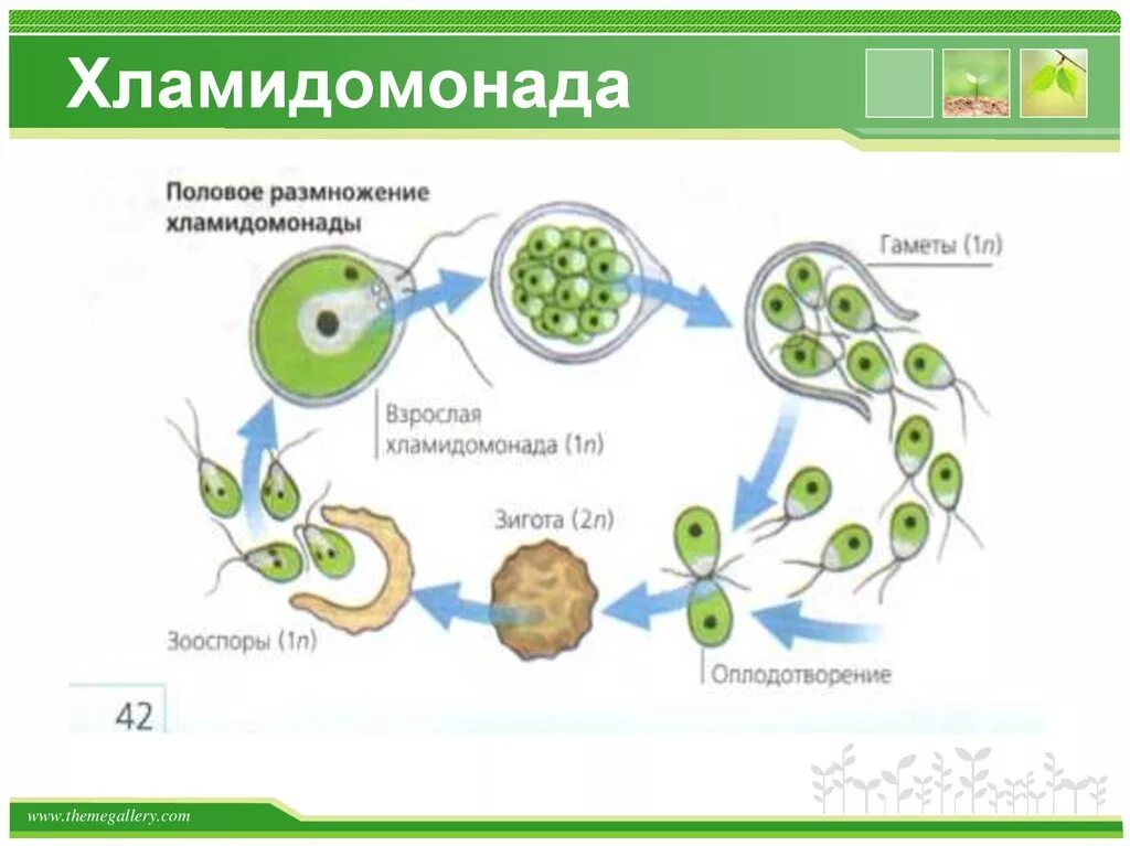 Размножение хламидомонады схема 6. Размножение хламидомонады схема. Размножение водорослей хламидомонада. Схема полового размножения хламидомонады.