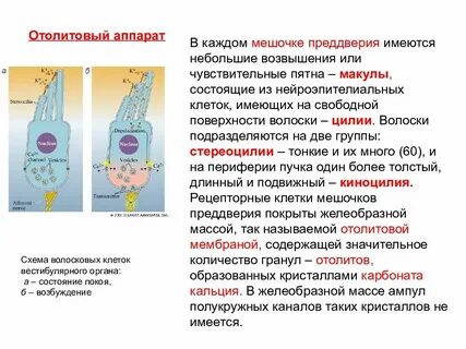Рецепторы волосковые клетки