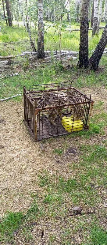 живоловушка на кабана. капкан живоловушка на кабана. охотничьи ловушки и самоловы на кабана. живоловушка на кабана. живоловушка на кабана.