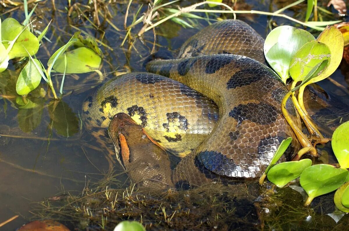 Огромная анаконда. Анаконда змея. Анаконда eunectes murinus. Река Амазонка змея Анаконда. Водяной удав Анаконда.