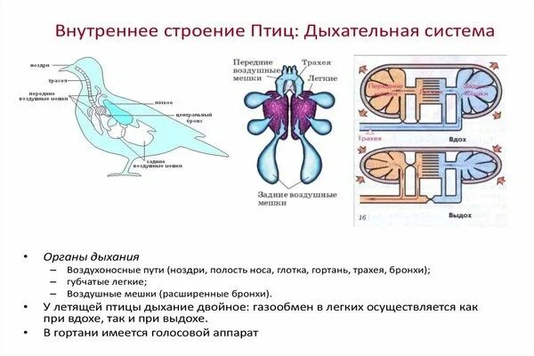 Дыхание птиц воздушные мешки. Дыхательная система птиц двойное дыхание птиц. Строение волнистого попугая воздушные мешки. Дыхательная система птиц воздушные мешки. Дыхат система птиц.