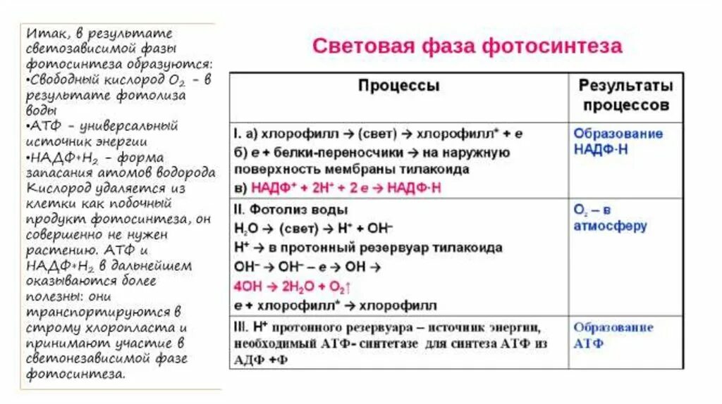 Биология фотосинтез 10 класс световая и темновая фаза. Световая фаза и темновая фаза процессы. Процесс фотосинтеза световая фаза темновая фаза. Световая и темновая фаза таблица. Из 3 х основных