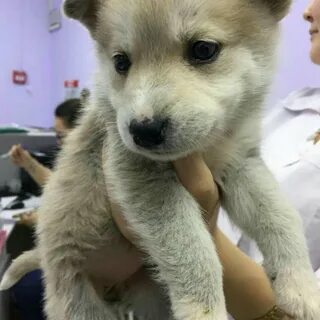 Юла якутск бесплатные