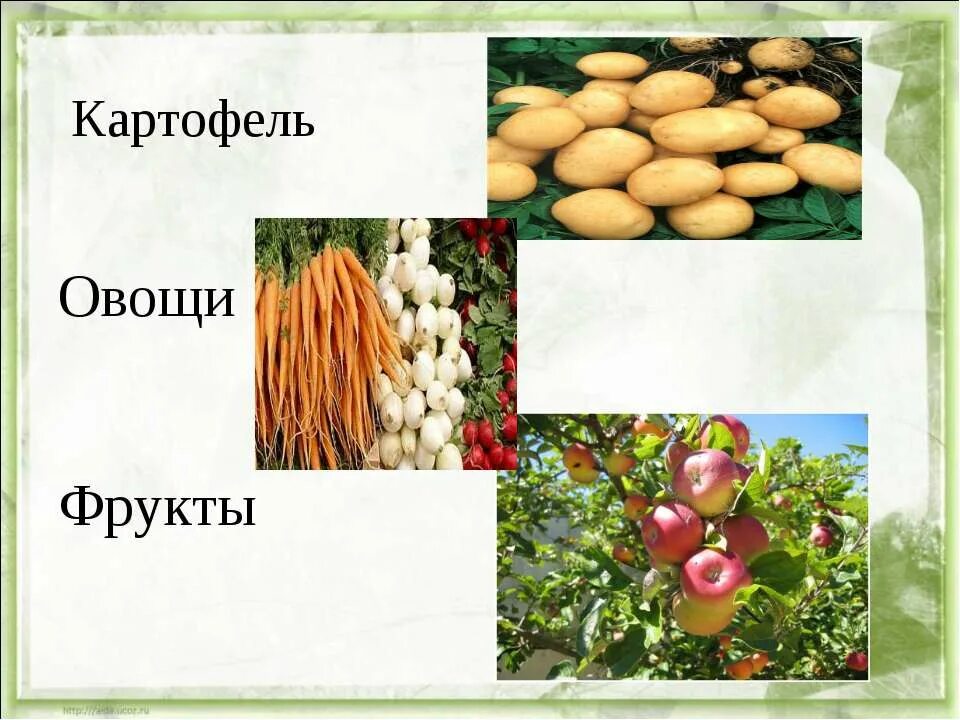 Картофель это ягода или овощ. Растениеводство 10 класс. Картошка это овощ или. Картофель это овощ или нет. Растениеводство 10 класс география