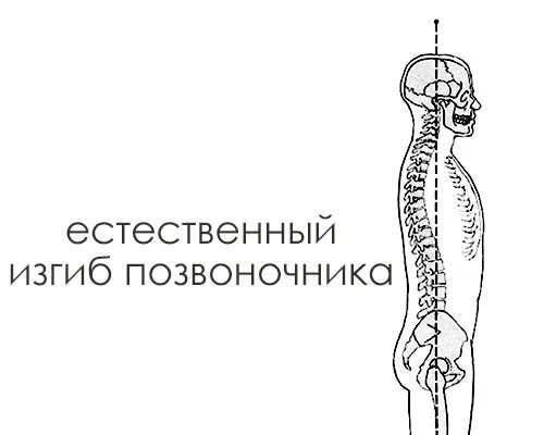 Естественный прогиб позвоночника. Изгибы позвоночника. Естественные изгибы спины. Естественно изгибы позвоночника. Естественные изгибы позвоночника