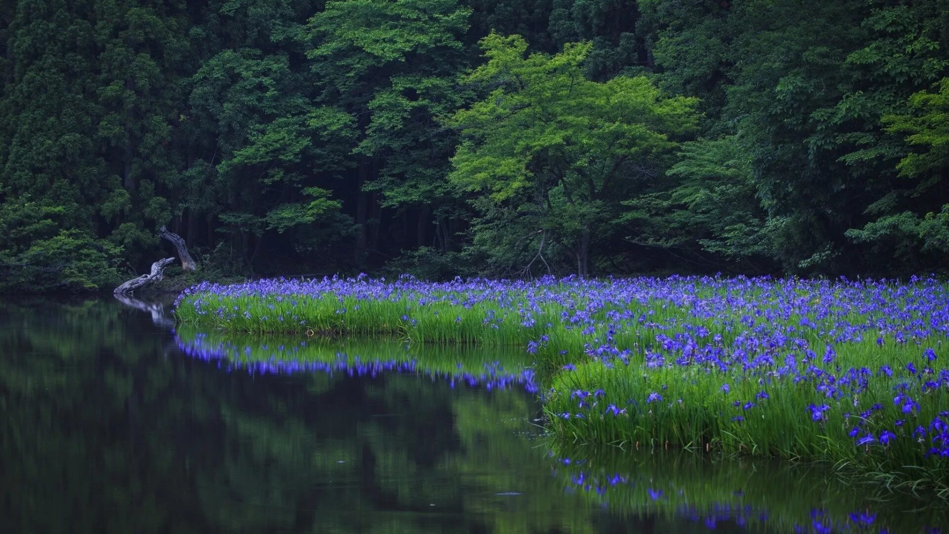 Реки сини. Река Вьюнок. Синяя природа. Озеро в лесу. Синий цвет в природе.