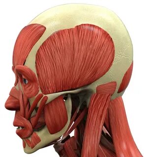 Head c