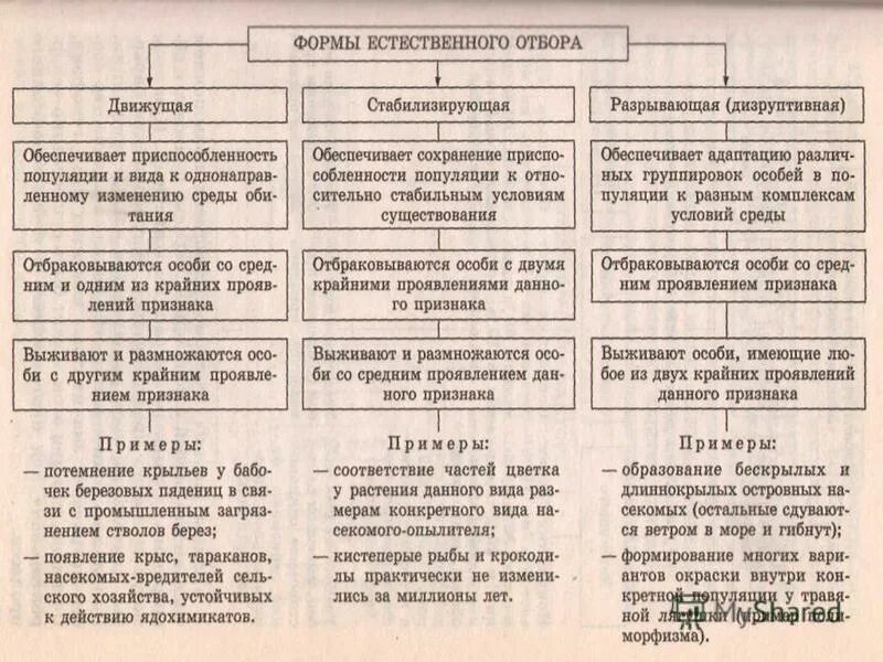 Заполните таблицу характеристика форм естественного отбора. Таблица форма естественного отбора характеристика примеры. Таблица формы естественного отбора 9 класс биология. Формы естественного отбора таблица по биологии 9 класс. Формы естественного отбора схема по биологии 11 класс.