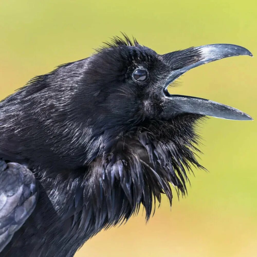 Хочу птица слушать. Corvus Corax птица. Королевский ворон Коракс. Corvus Corax varius Morpha Leucophaeus. Corvus Corax comix.