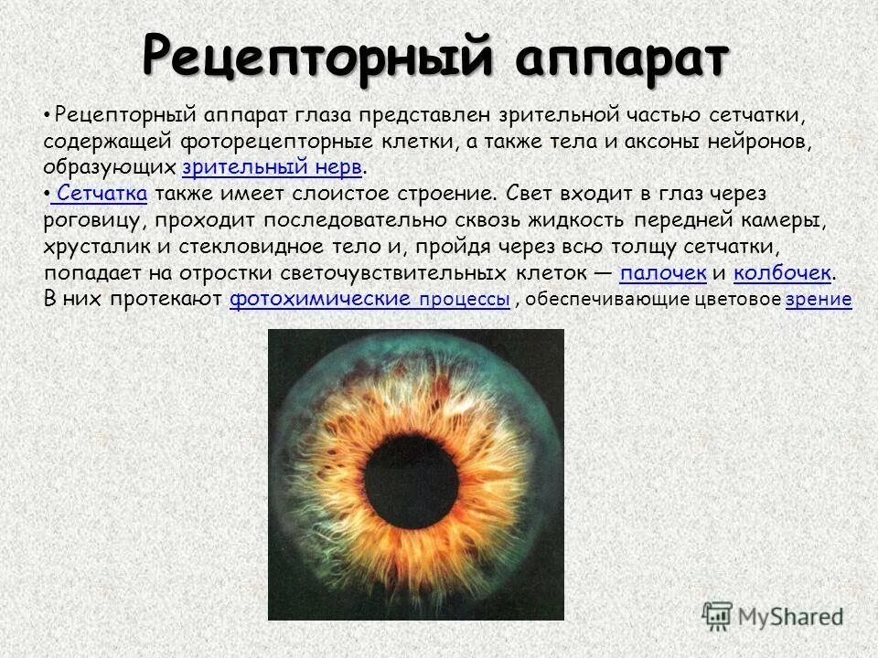 рецепторы зрительного анализатора это палочки и колбочки. рецепторы зрительной системы. рецепторные структуры глаза. рецепторный аппарат глаза. светопреломляющий аппарат глаза состоит из.