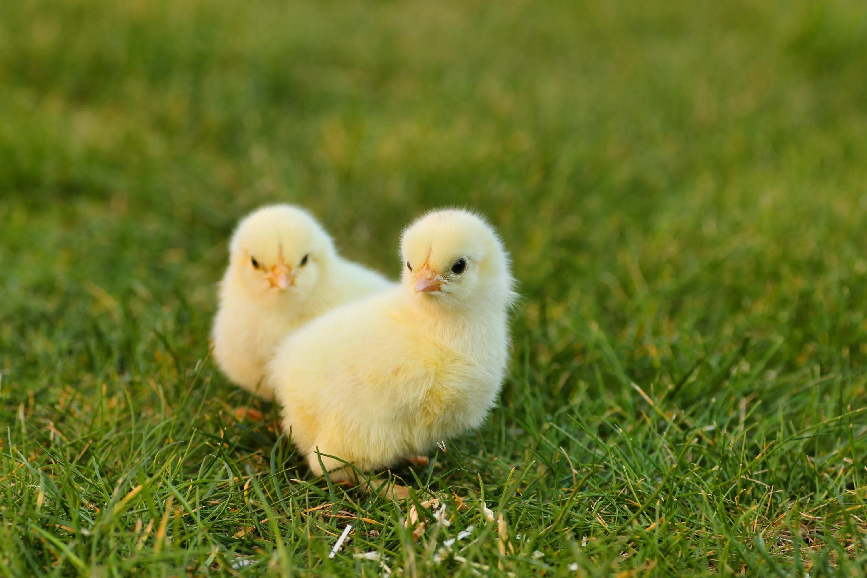К чему снится цыпленок желтый. Цыплята утята гусята. Милые цыплята. Милые Цепята. Маленькие цыплята.