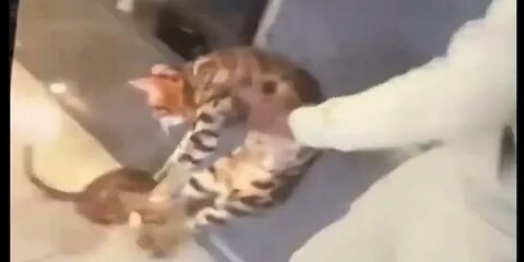 Избили кошку