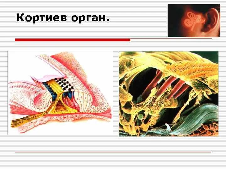 Кортиев орган слуха. Внутреннее ухо Кортиев орган. Строение уха Кортиев орган. Строение уха человека Кортиев орган. Внутренние волосковые клетки Кортиева органа.