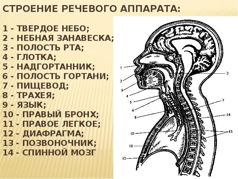 Строение речевого аппарата небная занавеска. Структура речевого аппарата схема. Строение речевого аппарата логопедия Филичева. Строение речевого аппарата схема.