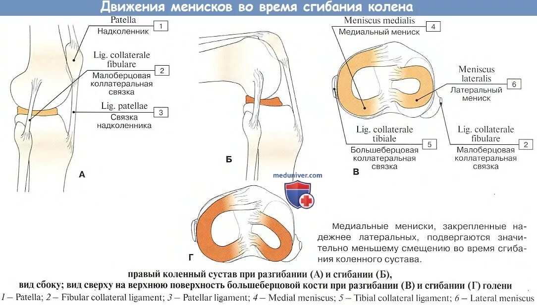 Схема сгибания коленного сустава. Строение медиального мениска коленного сустава. Мениски коленного сустава анатомия разрыв. Анатомия латерального мениска коленного сустава. Передний рог коленного сустава