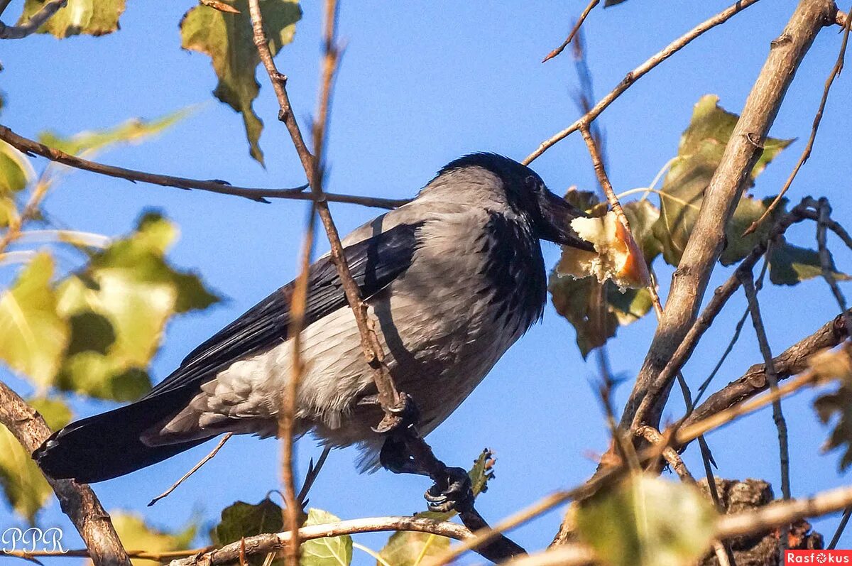 Серая ворона отряд. Се́рая воро́на corvus cornix. День серой вороны. День серой вороны. Серая ворона фото.