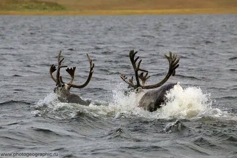 Животные лены